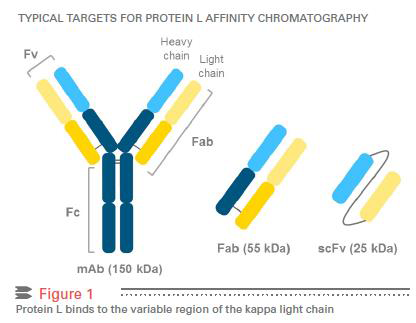 Toyopearl Protein L